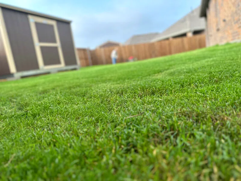Close-up of thick, healthy grass blades